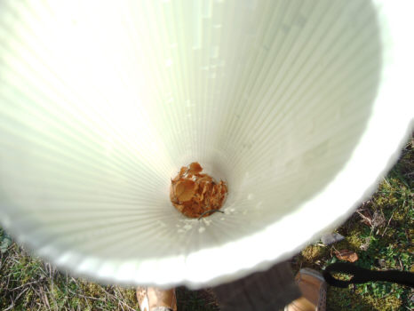 Verbiss03.jpg (26460 Byte)